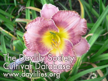 Daylily Look of Lavender